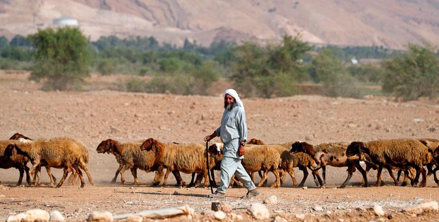 A Palestinian shepherd walks with his herd of sheep in the Jordan Valley in the Israeli-occupied West Bank (AFP file photo)
